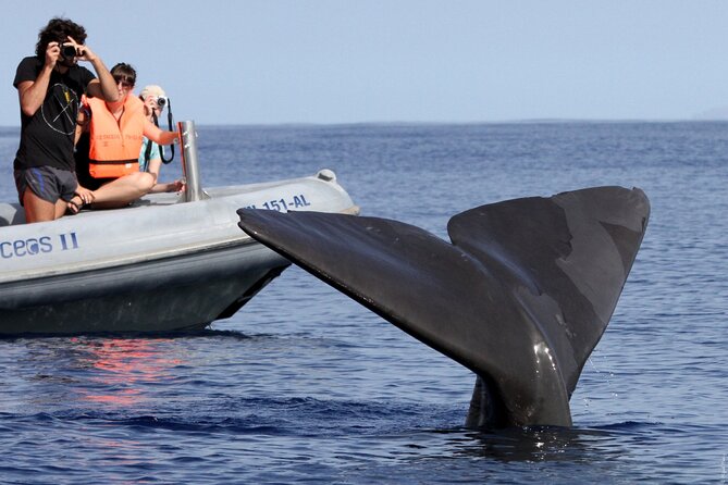 Whale and Dolphin Watching Tour From Funchal - Meeting Location