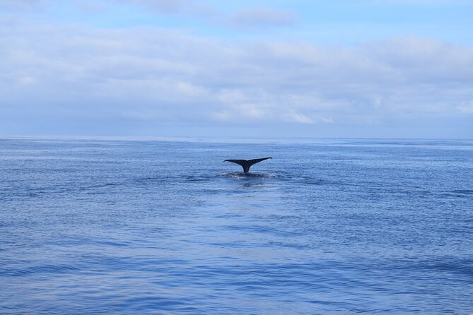 Whale and Dolphin Watching Tour in Madeira - Whale and Dolphin Sightings