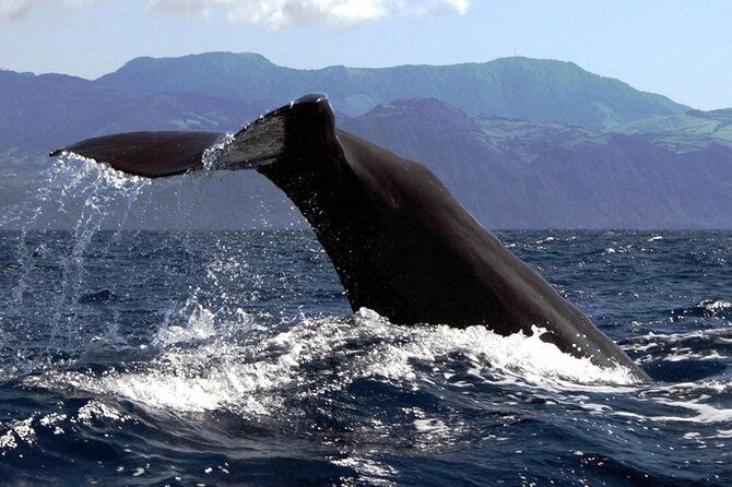 Azores Whale Watching & Islet Boat Tour - Cancellation and Refund Policy