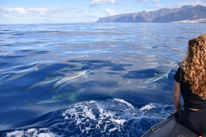 Bonadea II Ecological Whale Watching, 2 Hours - What to Expect