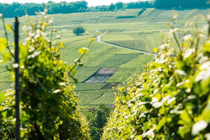 Champagne Day Trip With 6 Tastings, Reims and Winery From Paris - Inclusions and Additional Information