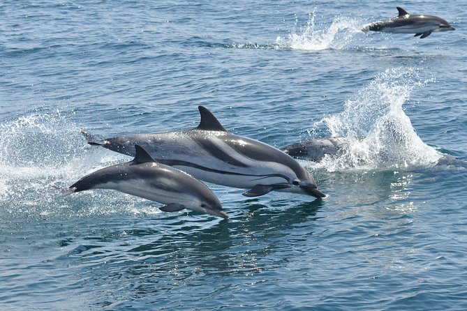 Dolphin Watching Excursion in Gibraltar - Wildlife Sightings