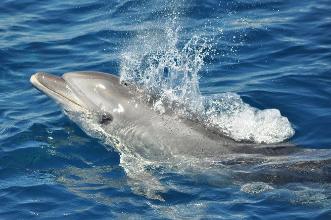 Dolphin Watching in Gibraltar & Fast Track Priority Cable Car - Viewing Highlights