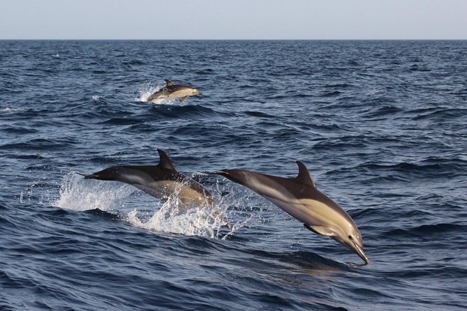 Dolphin-Watching in Marina De Lagos - Booking and Cancellation Information