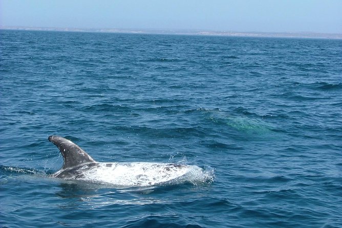 Lisbon Dolphin Watching With a Marine Biologist in a Small Group - Considerations and Safety Information