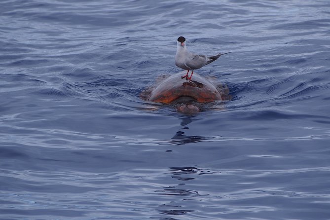 Madeira Dolphin and Whale Watching on a Ecological Catamaran - Spotting Marine Life