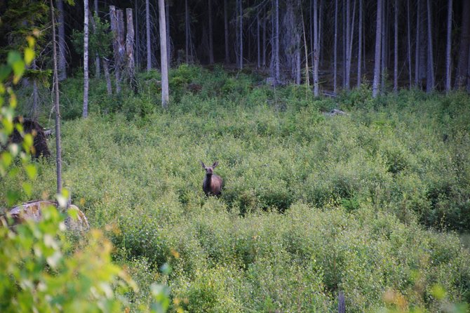 Moose Safari in the Wild Tiveden, Sweden - Cancellation Policy