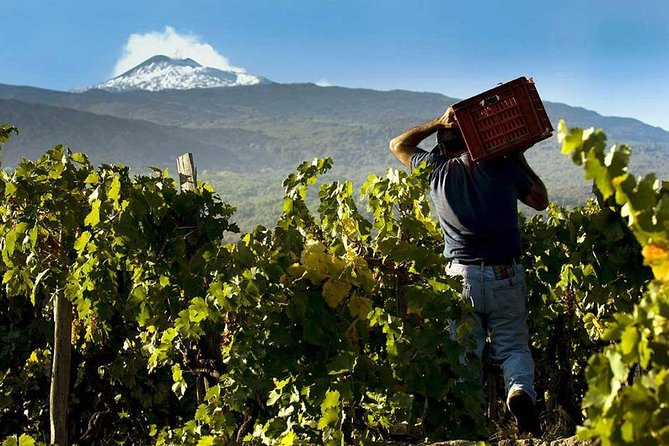 Private 6-Hour Tour of Three Etna Wineries With Food and Wine Tasting - Inclusions and Exclusions