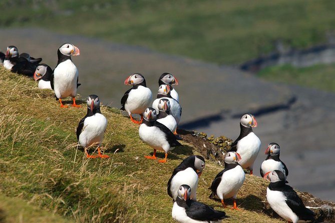 Puffin and Volcano Minibus Tour - Guided by Ebbi - Viking Settlement Visit