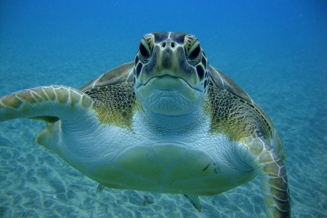 Scuba Dive for Beginners in a Turtle Area in Costa Adeje - Customer Reviews and Ratings