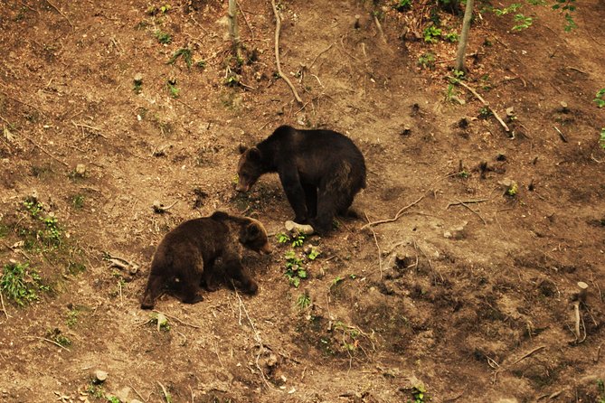 Small-Group Brown Bear-Watching Experience From Brasov - Forest Ranger Escort