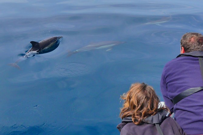 Small Group Dolphin and Wildlife Watching Tour in Faro - Included Amenities