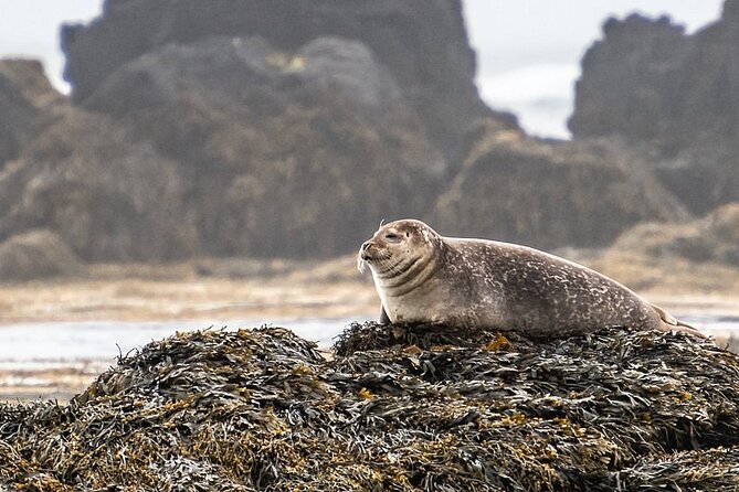 Snaefellsnes Peninsula Full Day Tour From Reykjavik - Tour Details