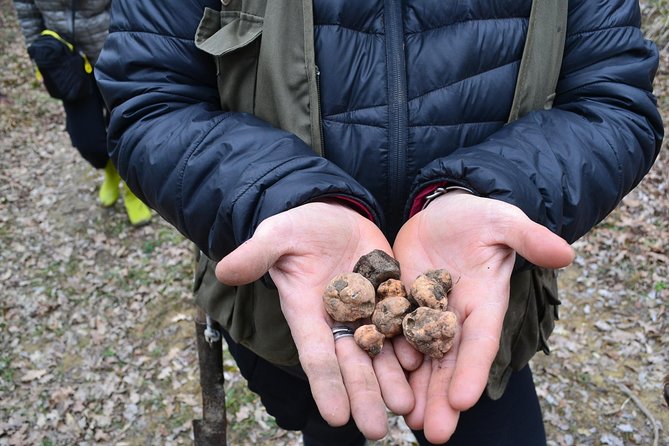 Truffle Hunting Experience With Lunch in San Miniato - Truffle-Focused Lunch