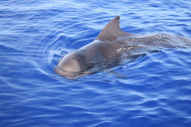 Whale and Dolphin Watching Tour in Madeira - Customizable Experience