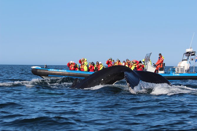 Whale Safari and Puffins RIB Boat Tour From Húsavík - Meeting Point and Arrival