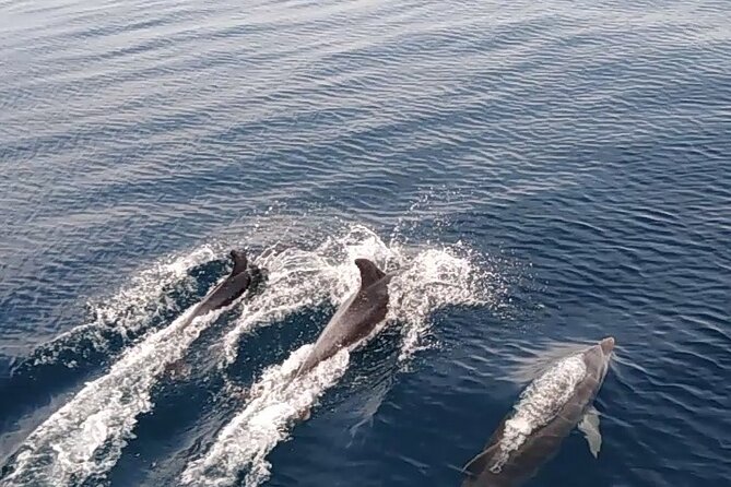3 Hours Sunset and Dolphin Tour From Medulin With Sandra Boat - Additional Information