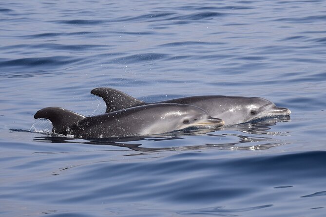 Bonadea II Ecological Whale Watching, 2 Hours - Whale and Dolphin Viewing