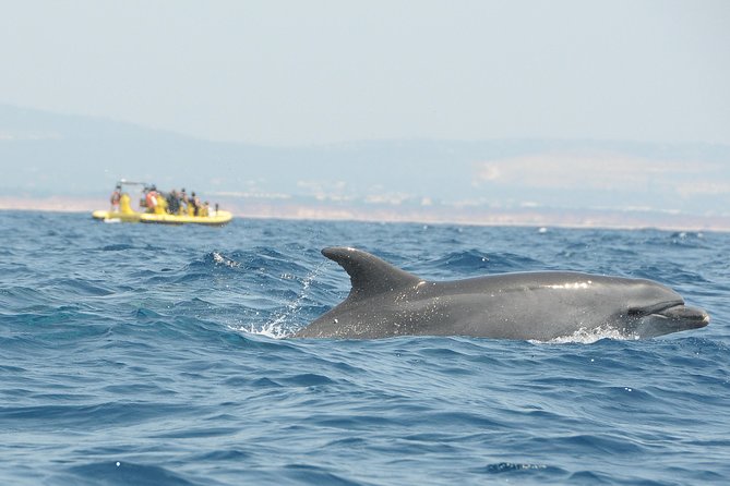 Caves and Dolphin Watching Cruise From Albufeira - Multilingual Audio and Text Guides