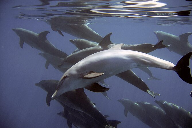 Dolphin Watching + 2 Islands Tour - From Faro - Meeting Point and Pickup Details