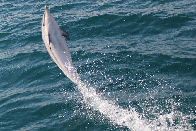 Dolphin Watching in Gibraltar With the Blue Boat Dolphin Safari - Meeting Point and Pickup Details