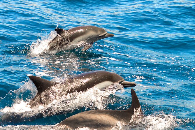 Dolphin-Watching in Marina De Lagos - Key Points