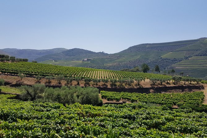 Douro Valley Wine Tour: 3 Vineyard Visits, Wine Tastings, Lunch - Tour Duration and Size