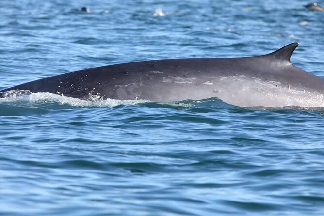 Lisbon Dolphin Watching With a Marine Biologist in a Small Group - Cancellation Policy and Customer Reviews