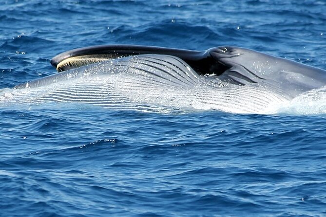 No Chase Whale & Dolphin Tour Putting Marine Life First - We Care - Cancellation Policy