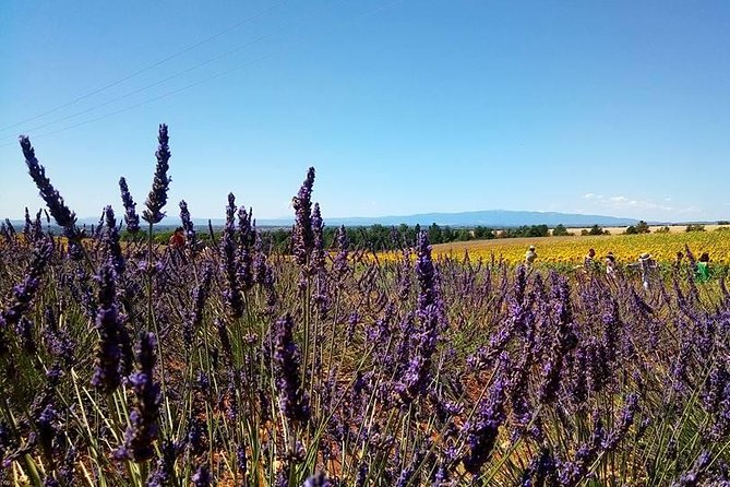 Provence Lavender Fields Tour From Aix-En-Provence - Picturesque Landscapes