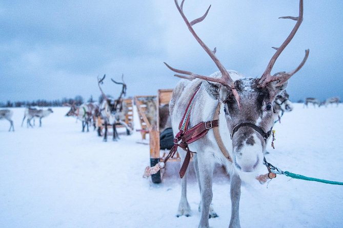 Reindeer Sledding Experience and Sami Culture Tour From Tromso - Group Size and Options