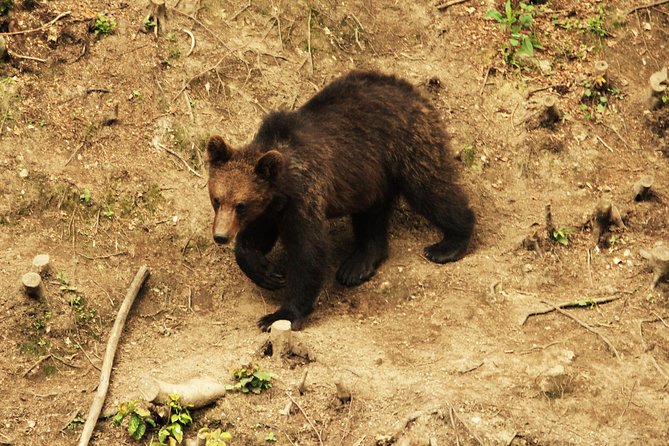 Small-Group Brown Bear-Watching Experience From Brasov - Cancellation Policy