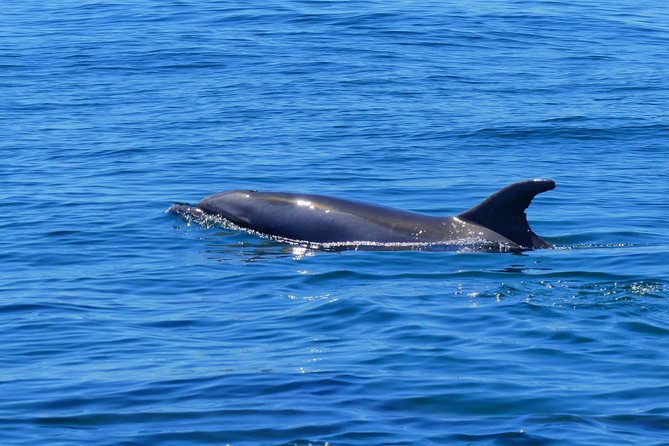 Small Group Dolphin and Wildlife Watching Tour in Faro - Tour Details