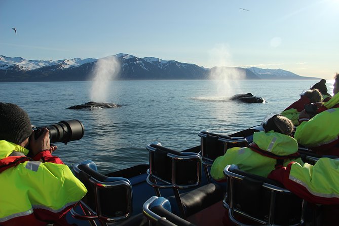 Whale Safari and Puffins RIB Boat Tour From Húsavík - Transportation and Accommodations