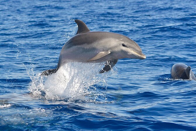 Dolphin Watching Tour With Snorkeling From Olbia - Weather Considerations