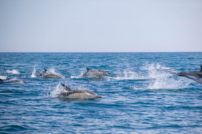 Portimão: Embark on Nature • Benagil and Dolphins • Biologist on Board - Boat Tour Details