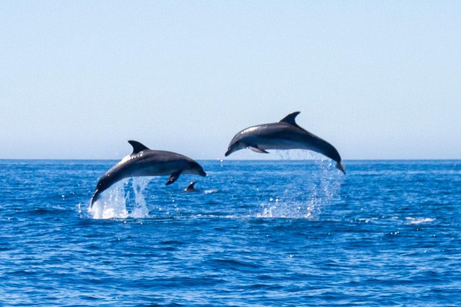 Dolphin Watching From Lagos - Overview of the Dolphin Watching Tour