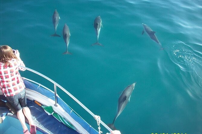Dolphin Watching in Gibraltar With the Blue Boat Dolphin Safari - Key Points