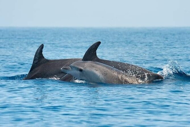 Dolphin Watching Tour With Snorkeling From Olbia - Key Points