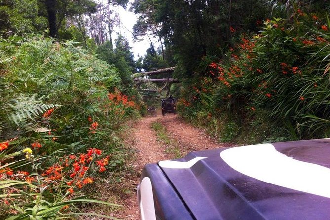 Full-Day Madeira North West Coast Safari From Funchal - Overview