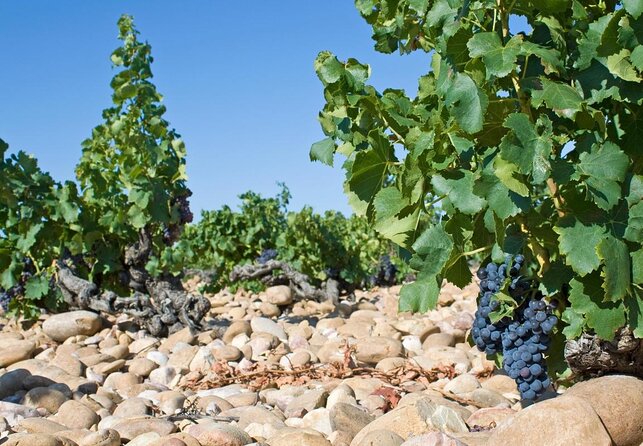 Highlights of Provence: Chateauneuf Du Pape & Luberon - Key Points