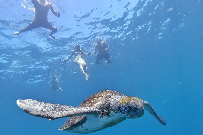 Kayak Safari With Dolphin and Turtle Watching in Guaza - Key Points