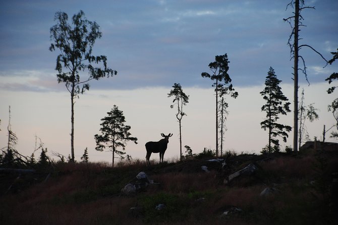 Moose Safari in the Wild Tiveden, Sweden - Key Points