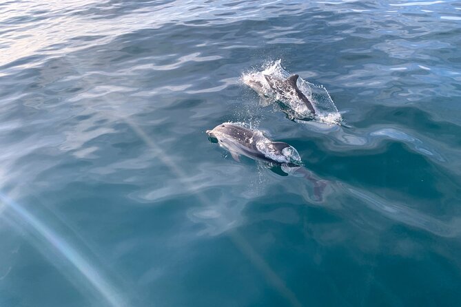 Sailing and Dolphin Watching in Marbella - Key Points