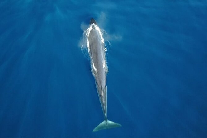 Tenerife Whales and Dolphins Watching Experience in Catamaran - Key Points