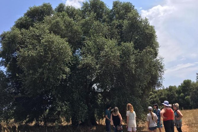 The Governor Olive Mill Tour With Olive Oil Tasting - Tour and Tasting Experience