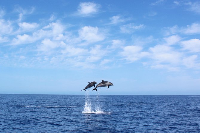 Whale and Dolphin Watching Tour in Madeira - Just The Basics