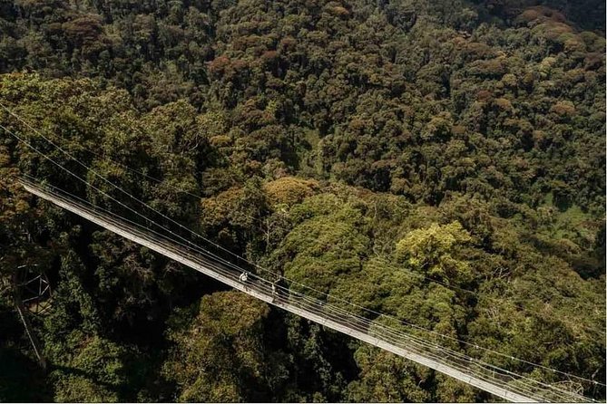 1 Day Canopy Walk Adventure in Nyungwe Forest National Park - Key Points