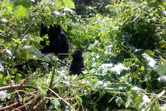 10 Days Uganda Gorilla & Chimpanzee Trekking Safari - Key Points