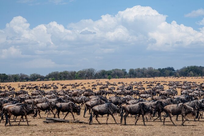 10 Day Serengeti Wildebeest Migration Safari From Arusha Thrilling Wildebeest Migration Experience